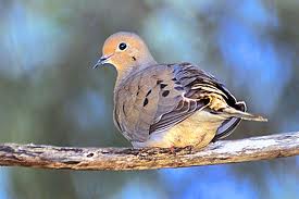 Mourning Dove on a perch