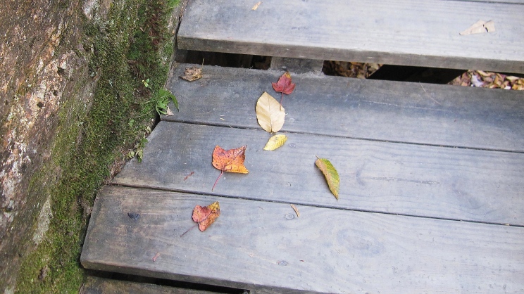 Leaf Litter on the Flume Trail